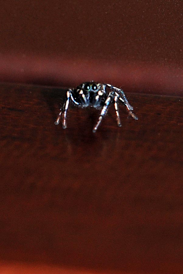 Heliophanus kochii
